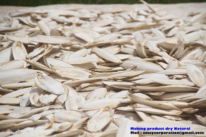 Dried Cuttle Fish Bone